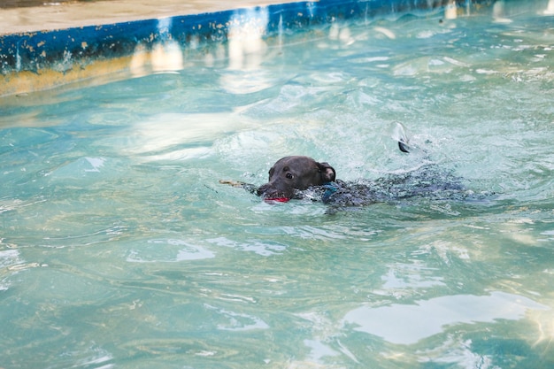 Pitbull-Hund schwimmen im Pool an einem sonnigen Tag.