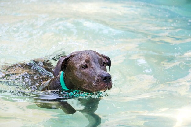 Pitbull-Hund schwimmen im Pool an einem sonnigen Tag.