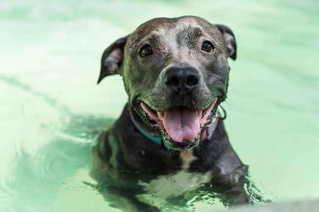 Pitbull-Hund schwimmt im Pool im Park Sonniger Tag