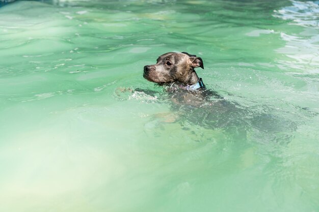 Pitbull-Hund schwimmt im Pool im Park Sonniger Tag