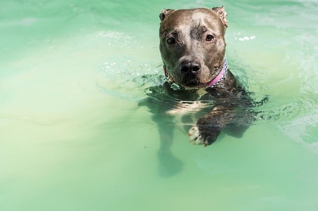 Pitbull-Hund schwimmt im Pool im Park Sonniger Tag