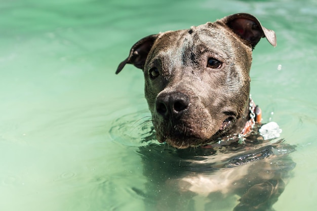 Pitbull-Hund schwimmt im Pool im Park Sonniger Tag