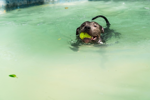 Pitbull-Hund schwimmt im Pool im Park Sonniger Tag