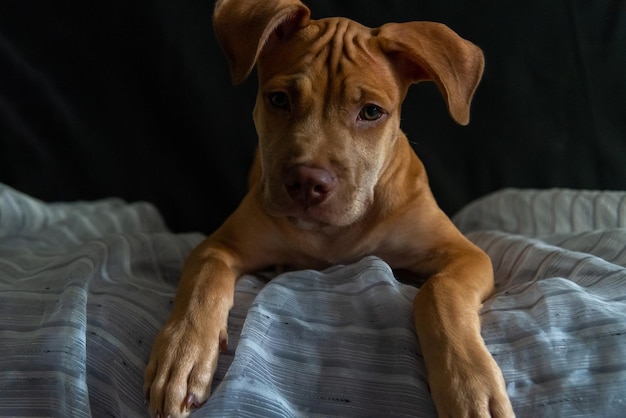 Foto pitbull-hund sitzt auf einem sofa und schaut in die kamera