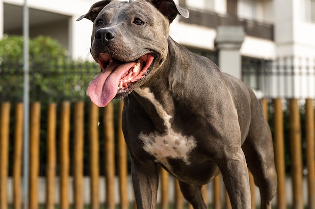 Pitbull-Hund spielt im Park Grünes Gras und Holzpfähle rund um Sunset Pitbull Blue Nose Selektiver Fokus