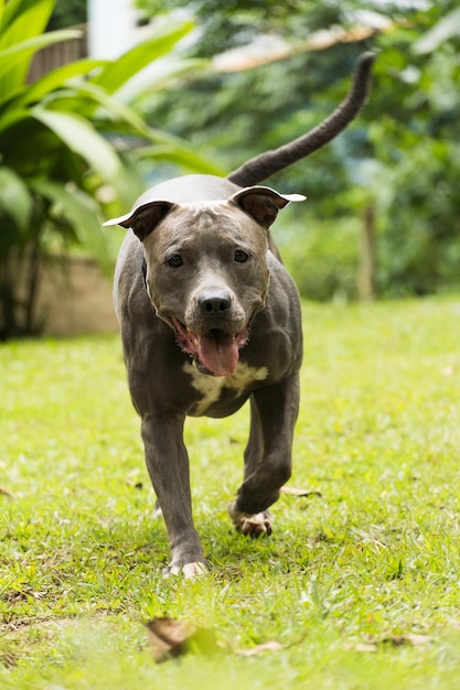 Pitbull-Hund spielt mit dem Ball im Garten des Hauses. Sonniger Tag.