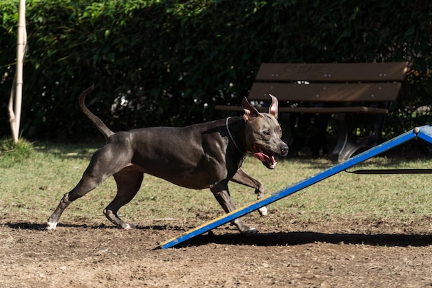 Pitbull-Hund springt über die Hindernisse, während er Beweglichkeit übt und im Hundepark spielt Hundeplatz mit Spielzeug wie einer Rampe und einem Reifen für ihn zum Trainieren