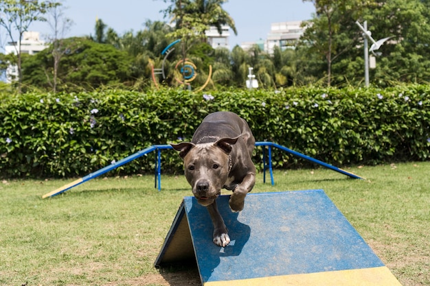 Pitbull-Hund springt über die Hindernisse, während er Beweglichkeit übt und im Hundepark spielt. Hundeplatz mit Spielzeug wie Rampe und Reifen, damit er trainieren kann.