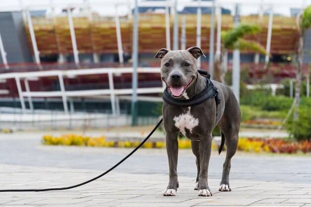 Pitbull-Hund zu Fuß im Park Barra da Tijuca, Rio de Janeiro. Zementboden, einige Turnhallen und Bäume herum. Bewölkter Tag. Selektiver Fokus.