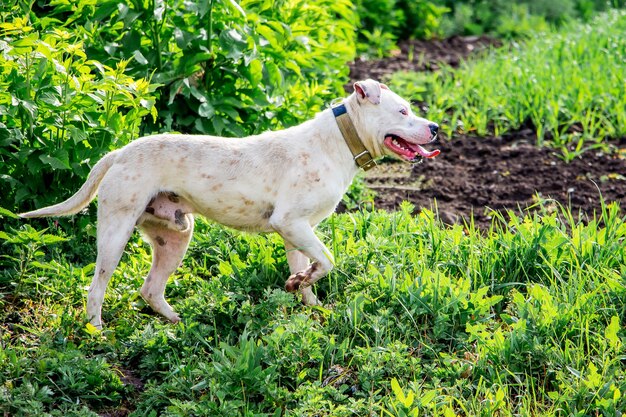 Pitbull perro blanco en el campo protege la manada de ganado. Un perro en walk_