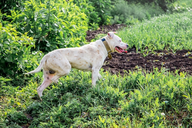 Pitbull perro blanco en el pasto protege el rebaño. Los animales son asistentes humanos_