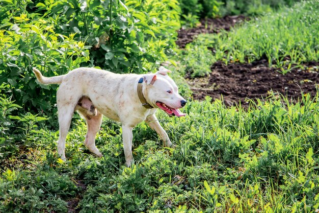 Pitbull de raza de perro blanco ayuda a proteger al ganado en los pastos_