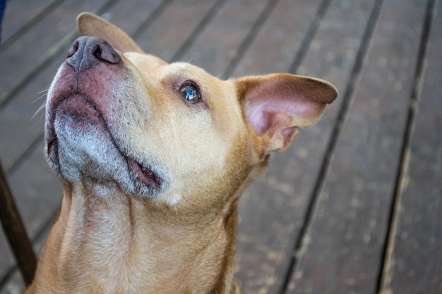 Pitbull shiba inu hundemischrasse, die nach oben und in die kamera schaut