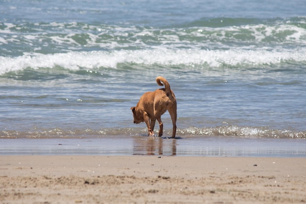 Pitbull-Shiba-Inu-Mix, der am Hundestrand spielt