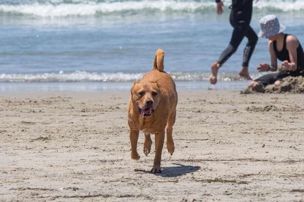 Pitbull-Shiba-Inu-Mix, der am Hundestrand spielt