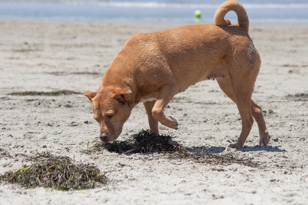 Pitbull-Shiba-Inu-Mix, der am Hundestrand spielt