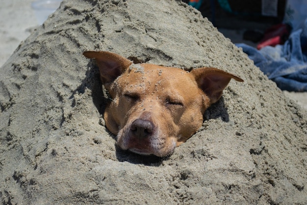 Pitbull-Shiba-Inu-Mix, der im Sand spielt und am Hundestrand schwimmt