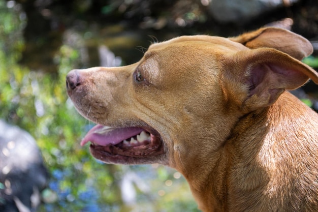 Pitbull shiba inu perro de raza mixta mutt sentado afuera