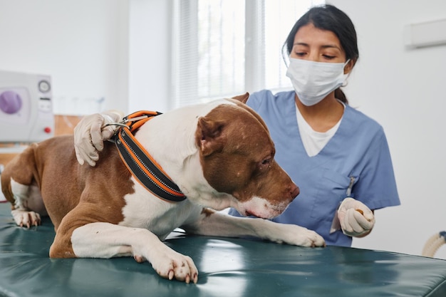 Pitbull-Terrier in der Tierklinik