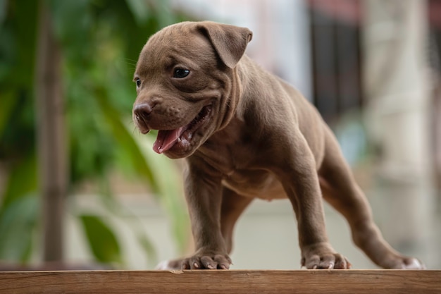 PitBull-Welpe, der auf einer Kiste steht.