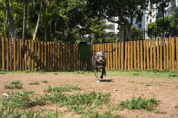 Pitbullhund, der im Park spielt. Grünes Gras, Schmutzboden und Holzpfähle ringsum. Selektiver Fokus.