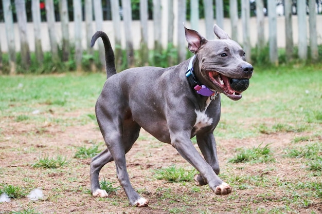 Pitbullhund, der im Park spielt. Grünes Gras, Schmutzboden und Holzpfähle ringsum. Selektiver Fokus.