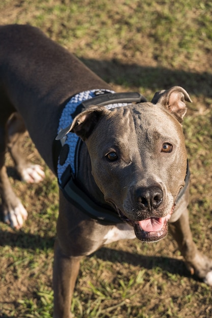 Pitbullhund, der im Park spielt. Hundeplatz mit grünem Gras und Zaun mit Holzpfählen.