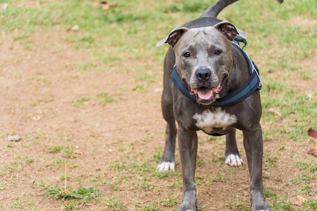 Pitbullhund, der im Park spielt. Hundeplatz mit grünem Gras und Zaun mit Holzpfählen.