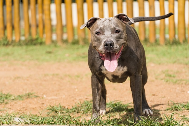 Pitbullhund, der im Park spielt. Hundeplatz mit grünem Gras und Zaun mit Holzpfählen.