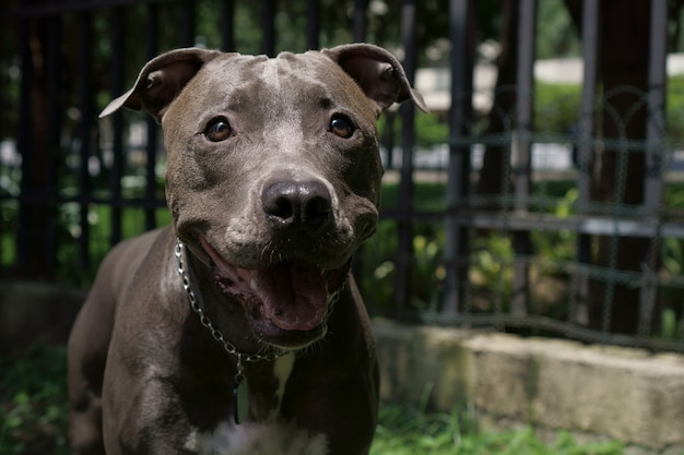 Pitbullhund, der im Park spielt. Sonniger Tag