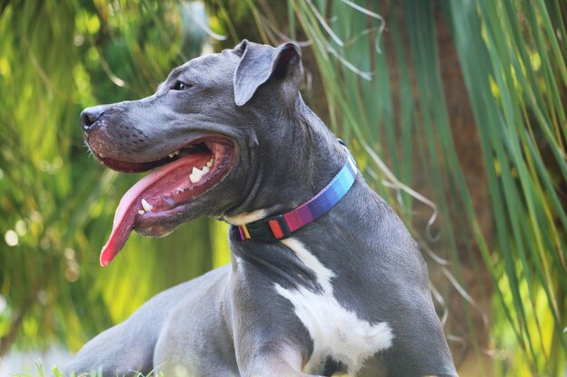 Pitbullhund im Park mit grünem Gras Pitbull, der auf dem Hundeplatz spielt Selektiver Fokus.