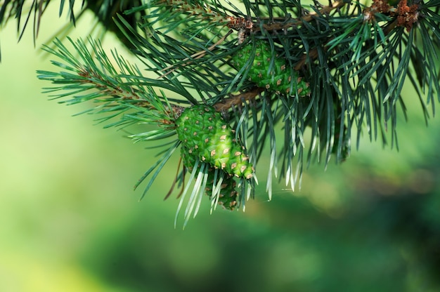 Pitch Pine mit frischen Tannenzapfen und grünen Tannennadeln