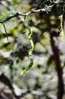 Foto pithecellobium dulce también conocido como tamarindo de manila camachile guayamochil madrasthorn blackbead