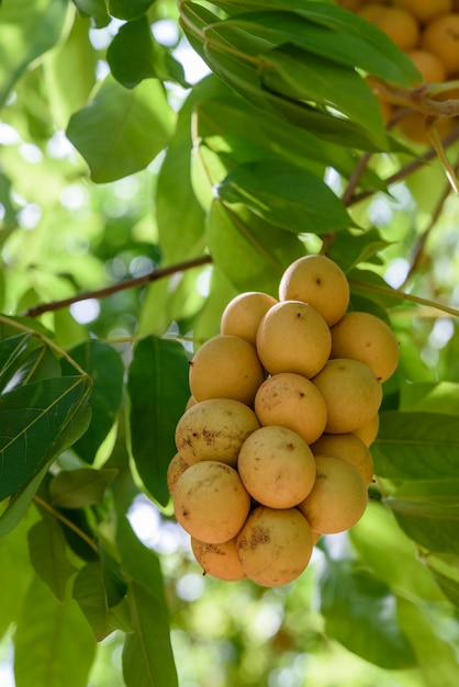 Pitomba brasilianische Frucht Bündel von Pitomba auf dem Baum