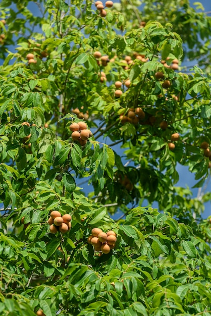 Pitomba brasilianische Frucht Bündel von Pitomba auf dem Baum