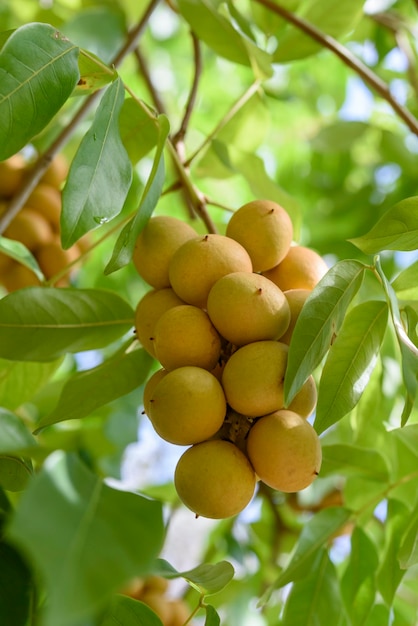 Pitomba Fruto brasileiro Um feixe de pitomba na árvore