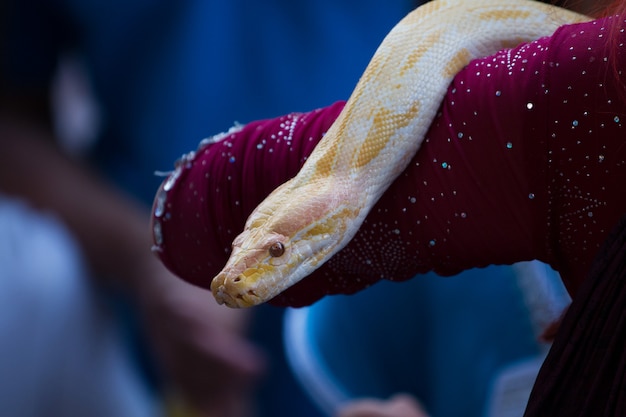 Pitón albino birmano