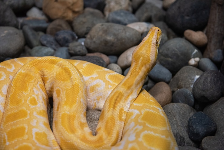 Foto pitón amarillo de cerca