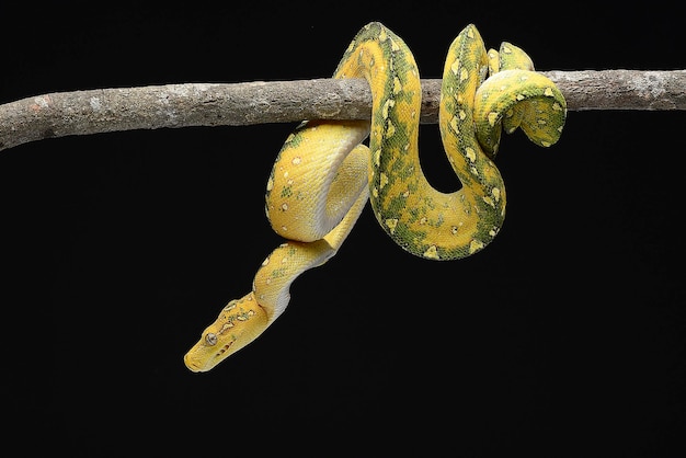 Pitón de árbol verde juvenil sobre fondo negro