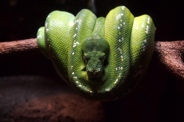 Pitón de árbol verde en tronco de árbol