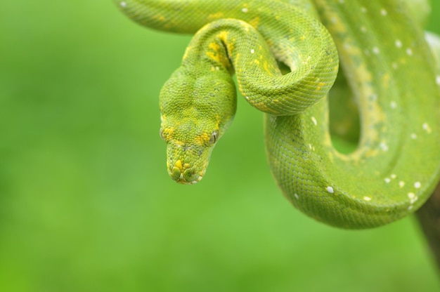 Pitón arbórea verde Morelia Viridis