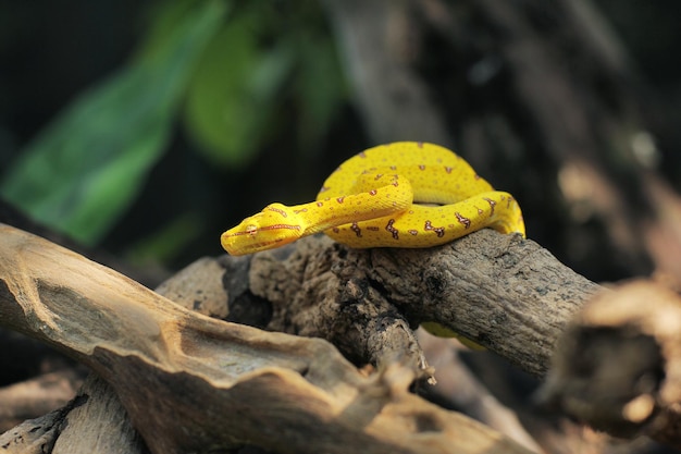 Pitón arborícola verde bebe, si es bebe es amarilla o roja, cuando es adulta se vuelve verde