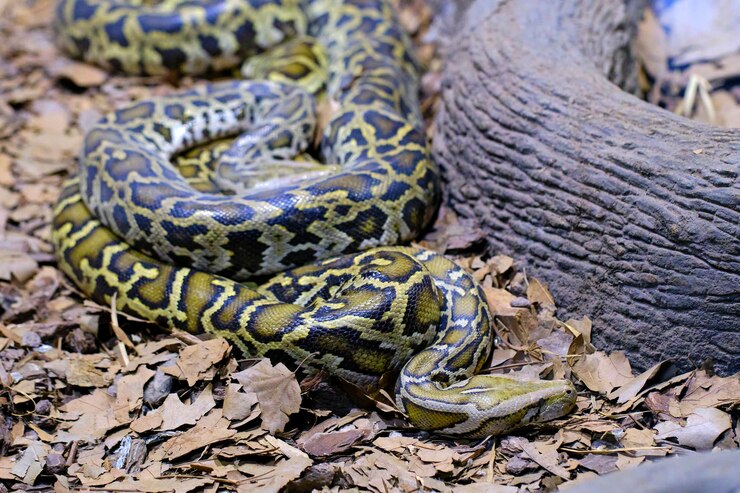 Foto una pitón birmana pitón bivittatus parque natural de cabarceno cantabria españa