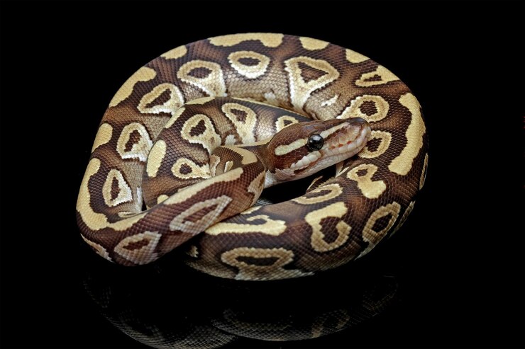 Foto una pitón bola acurrucada sobre un fondo negro