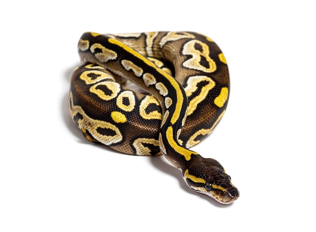 Pitón bola AVC pastel Python Regius aislado en blanco