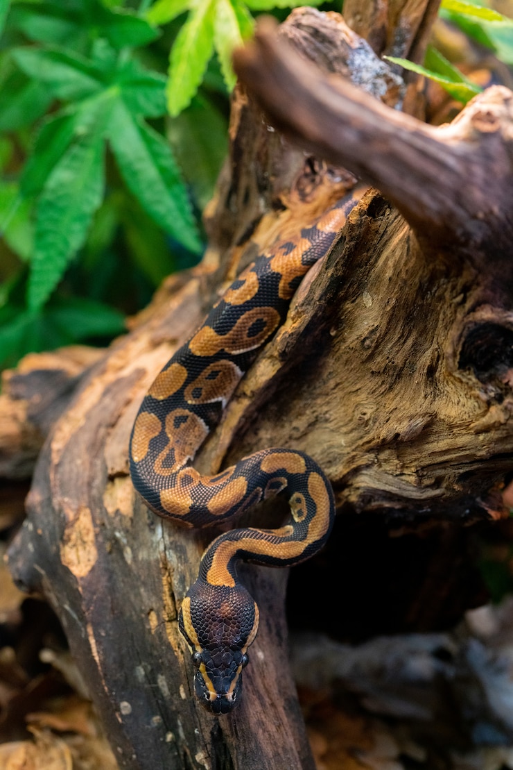 Foto pitón joven en árbol en la selva. gran serpiente peligrosa. fauna de la naturaleza.