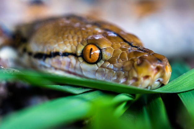 pitón (Morelia viridis). primer plano del ojo