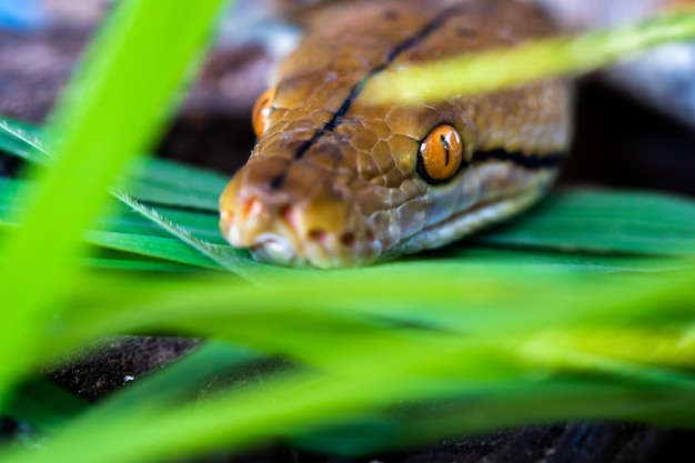 pitón (Morelia viridis). primer plano del ojo