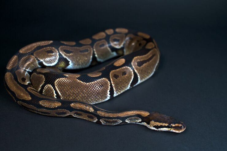 Foto pitón real. el color natural es normal. serpiente. fondo negro.