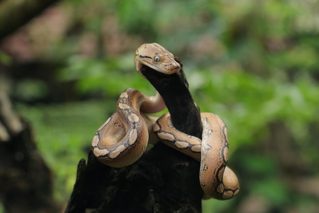 La pitón reticulada es la serpiente más larga del mundo originaria del sur y sureste de Asia.